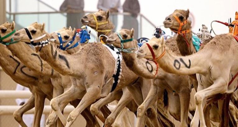 Saudi Arabian Camel-Racing Season
